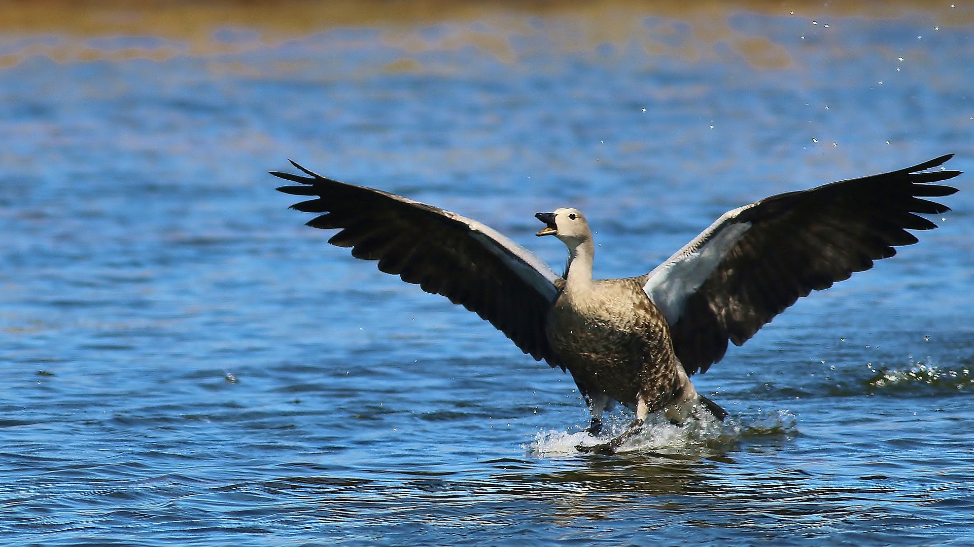Blue-winged Goose